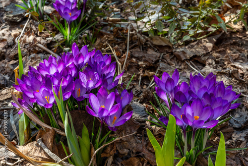 Blooming crocuses. One of the first spring flowers. - A perennial plant of the iris family.