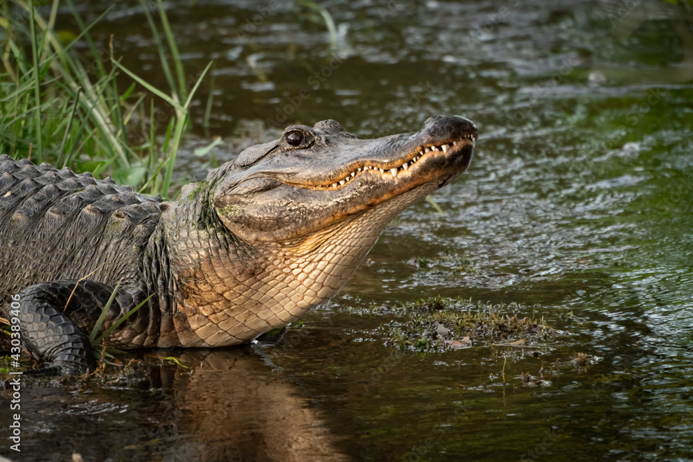 Wild American Alligator at Orlando wetlands in Cape Canaveral Florida.  Stock Photo | Adobe Stock