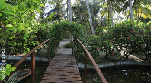 palm trees on a tropical island