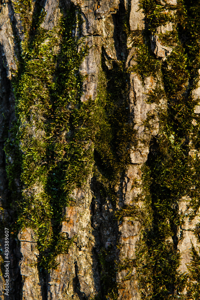 Texture of tree bark covered with moss. Old oak bark background. Vertical close-up Texture of tree bark covered with moss. Old oak bark background. Vertical close-up