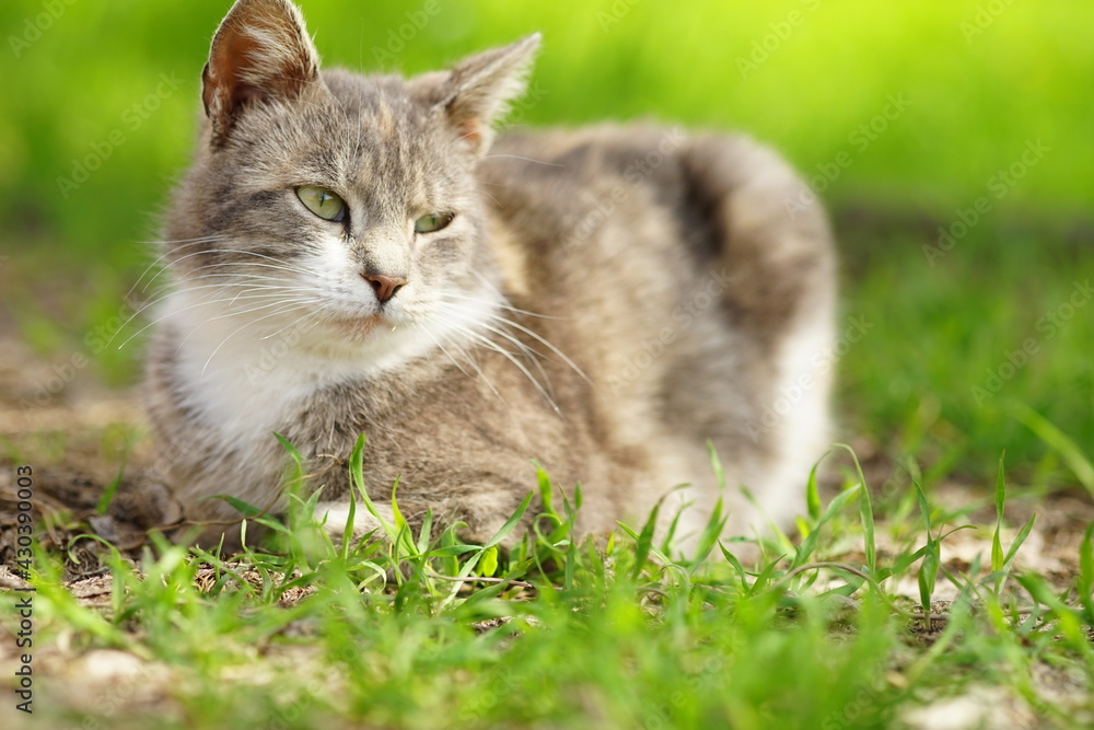Tortoiseshell cat rest in a spring garden with green grass on the background Tortoiseshell cat rest in a spring garden with green grass on the background