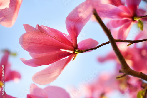 Bright pink magnolia flowers close-up. Floral spring background.