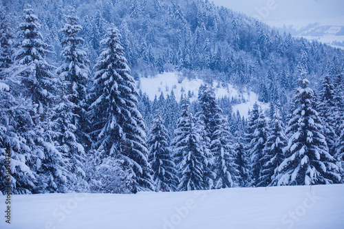 Winter spruses in the mountains during storm © oksix