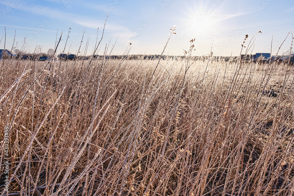 Fototapeta premium Ice crystals of ice on dry grass in the early morning.