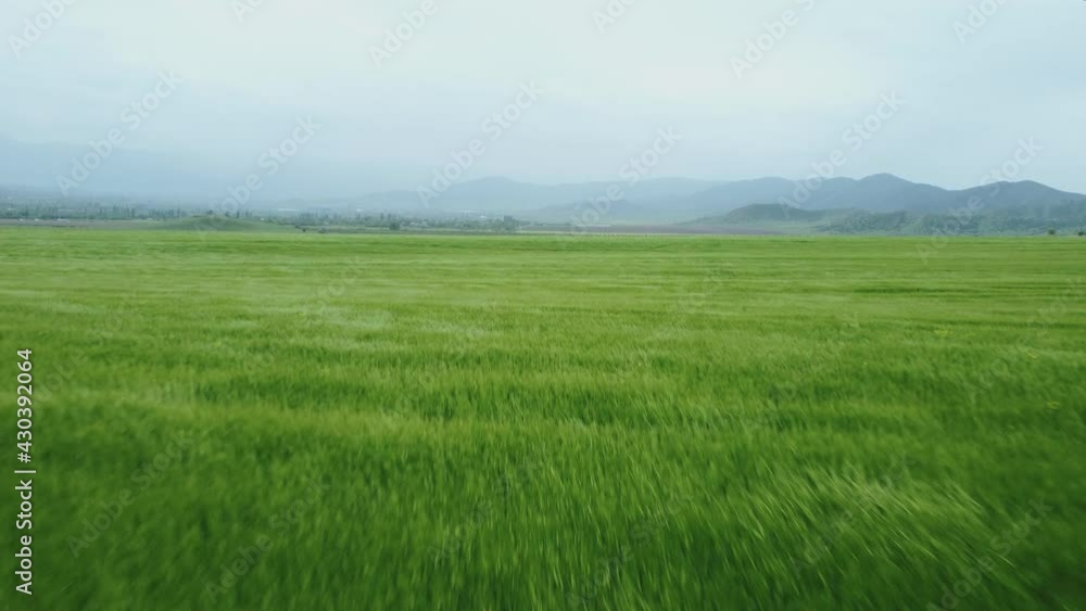 Green Field, Grass and Wind Aerial view Green Field, Grass and Wind Aerial view