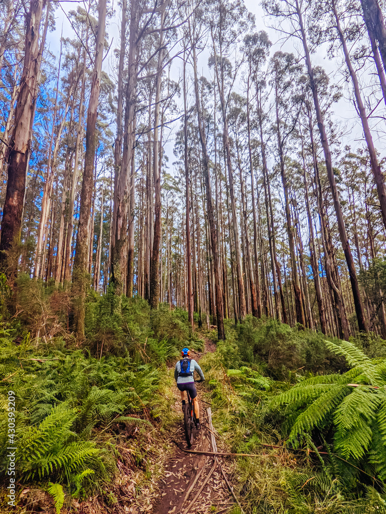 Obraz premium Lake Mountain Bike Park in Australia