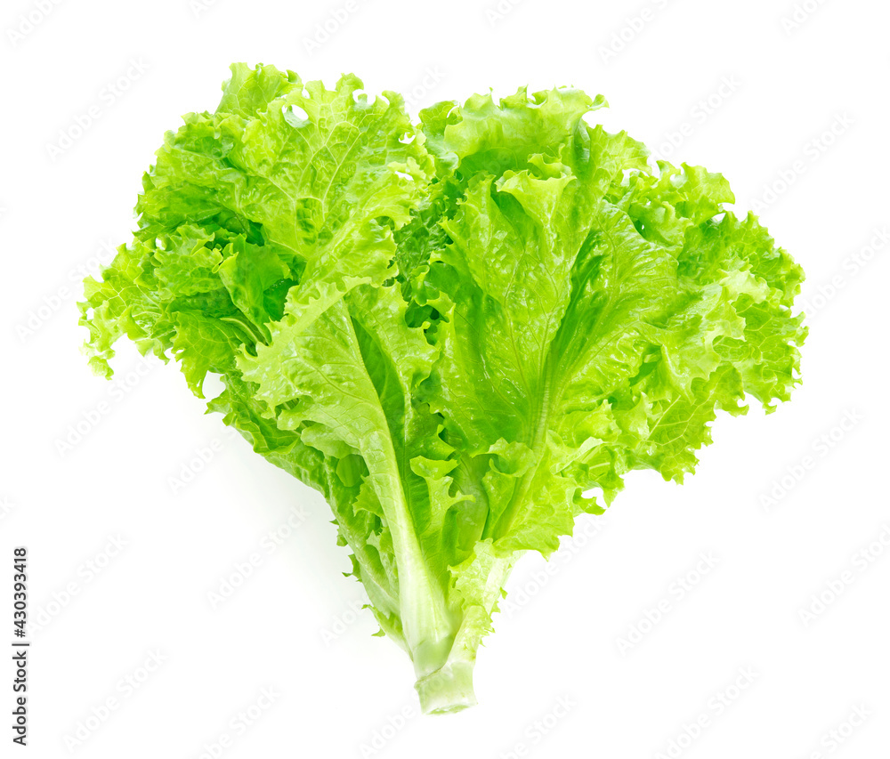 Salad leaf. Lettuce isolated on white background. Salad leaf. Lettuce isolated on white background.
