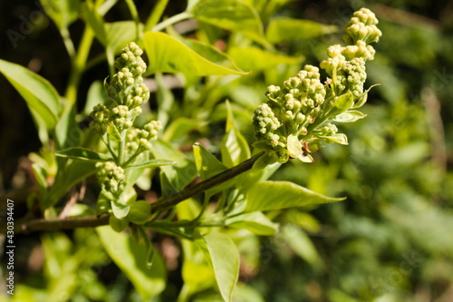Syringa vulgaris, common lilac, close up of a branch with flower buds, spring sunny day