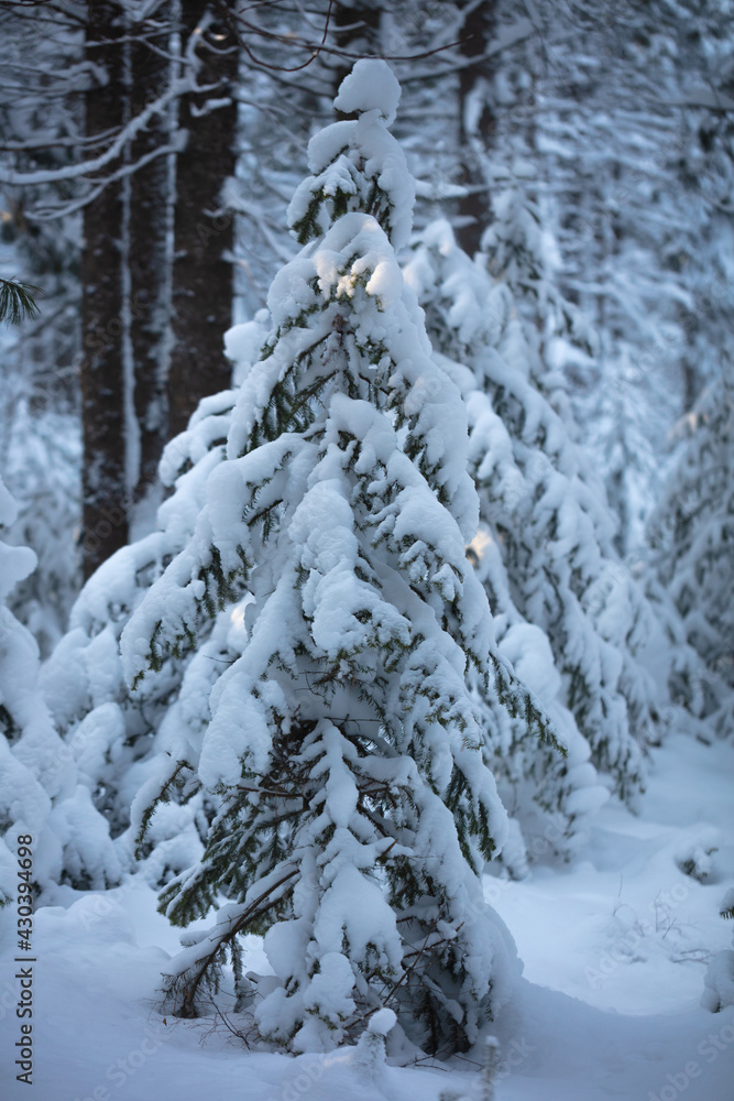 Snow-covered trees in a wild forest. Large snowdrifts in the taiga Snow-covered trees in a wild forest. Large snowdrifts in the taiga