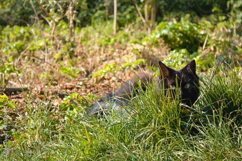 Black cat hiding in the grass on a sunny day © Spooxy