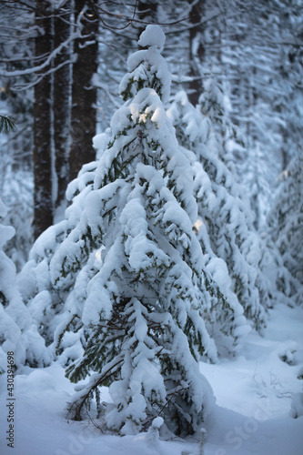 Snow-covered trees in a wild forest. Large snowdrifts in the taiga