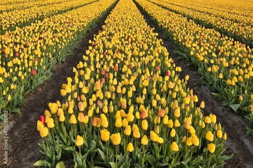 Horizontal view on the cultivation of yellow tulips on a sunny day in spring. Typical Dutch flower bulbs bloom in springtime in the Bollenstreek, Netherlands. photo