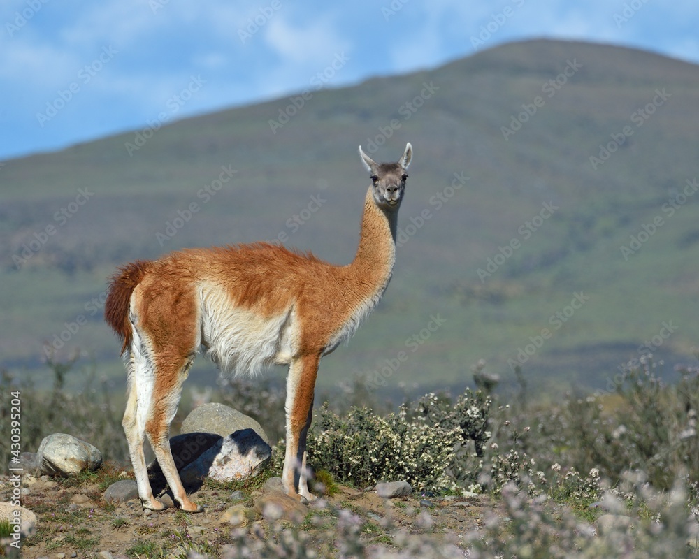 Fototapeta premium A Guanaco wanders across the Andes Mountains in Torres del Paine, Chile