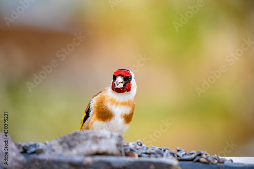 European goldfinch bird looking in camera