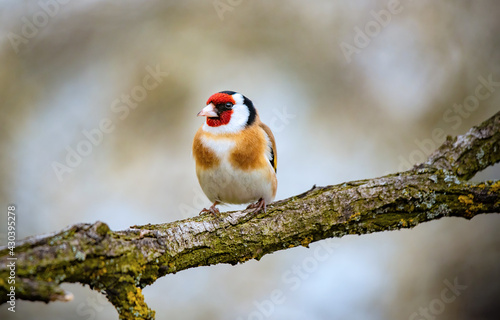 European goldfinch bird on a twig