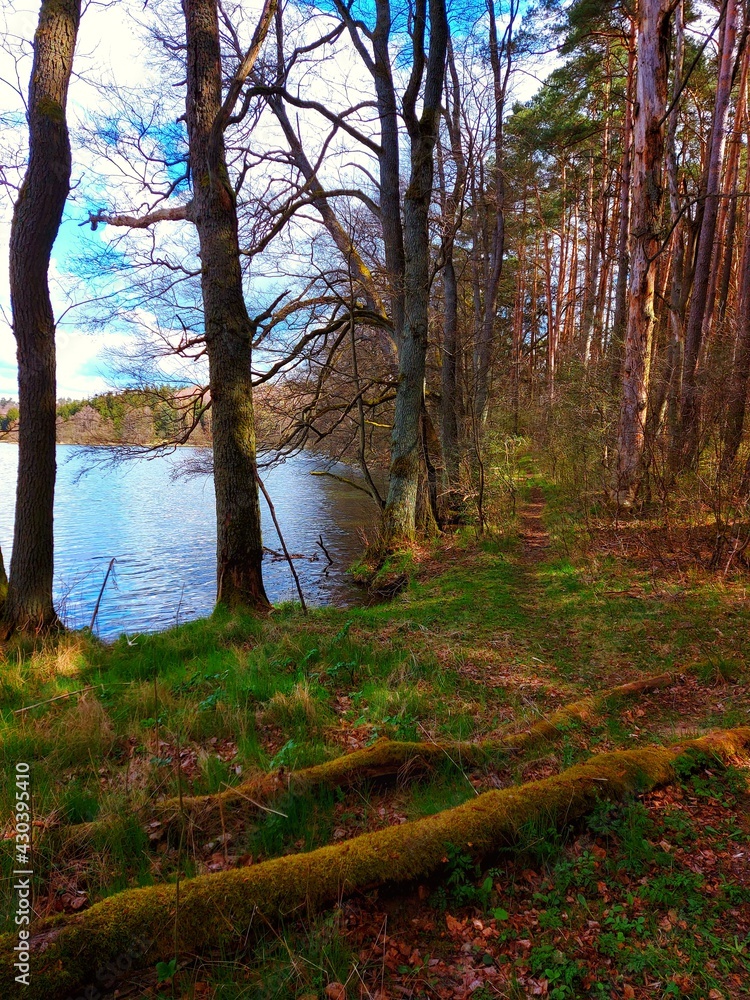 Obraz premium spring in the forest