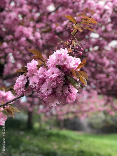 pink cherry blossom