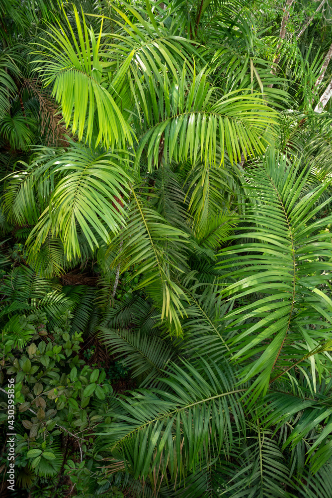 Full Frame Shot Of Palm Tree Leaves, Soberania National Park, Panama, Central America Full Frame Shot Of Palm Tree Leaves, Soberania National Park, Panama, Central America