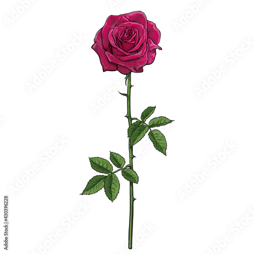 Realistic hand drawn dark red rose flower with leaves and stem. Vector illustration isolated on white background.