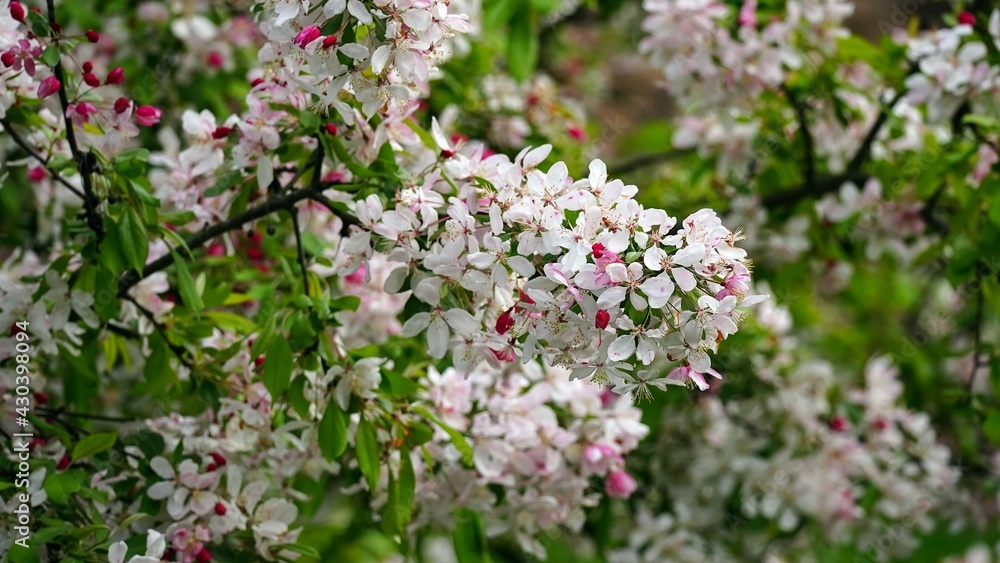 Apple blossom spring background, selective focus Apple blossom spring background, selective focus