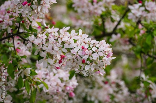 Apple blossom spring background, selective focus