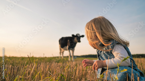 A little girl looks at a young cow in a field on a warm summer evening.