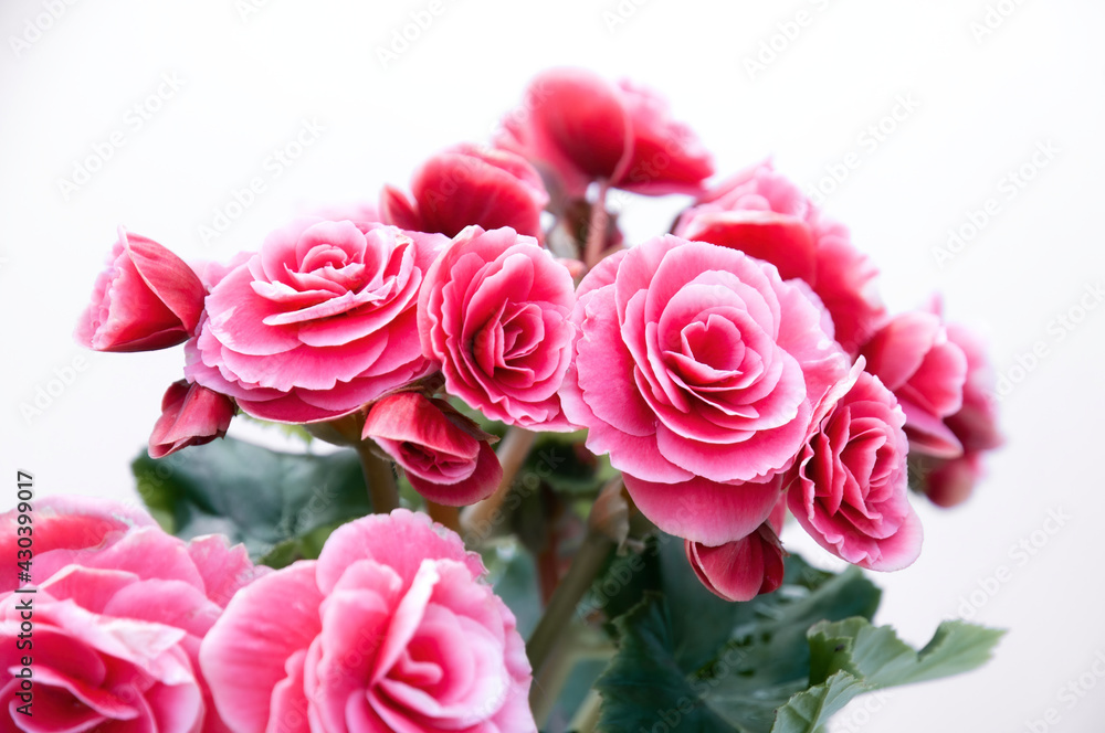 Pink Begonia flower bouquet isolated on white background Pink Begonia flower bouquet isolated on white background