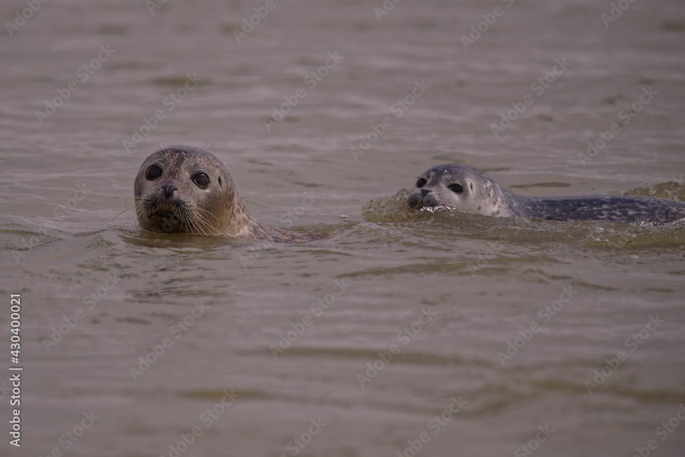 Fototapeta premium Phoques