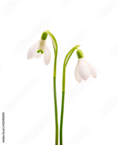 Snowdrop flowers isolated on white background. Beautiful spring flowers.