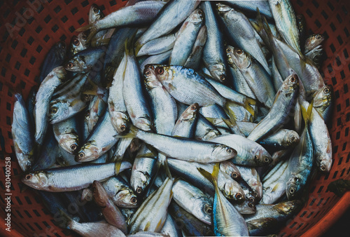 Collection of fresh Sardine fish for sale in the fishmarket. photo