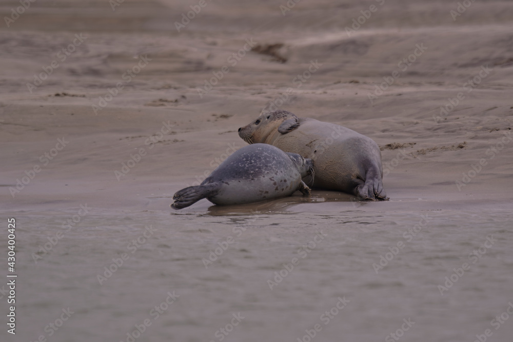 Fototapeta premium La tétée de bibi phoque