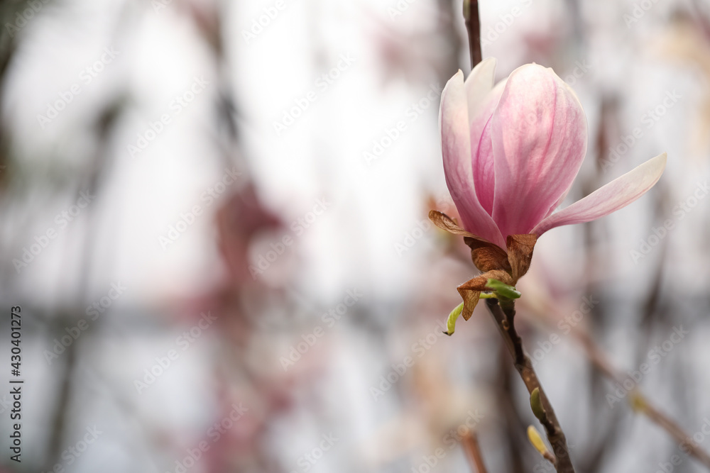 Beautiful bud of magnolia tree on blurred background. Space for text Beautiful bud of magnolia tree on blurred background. Space for text