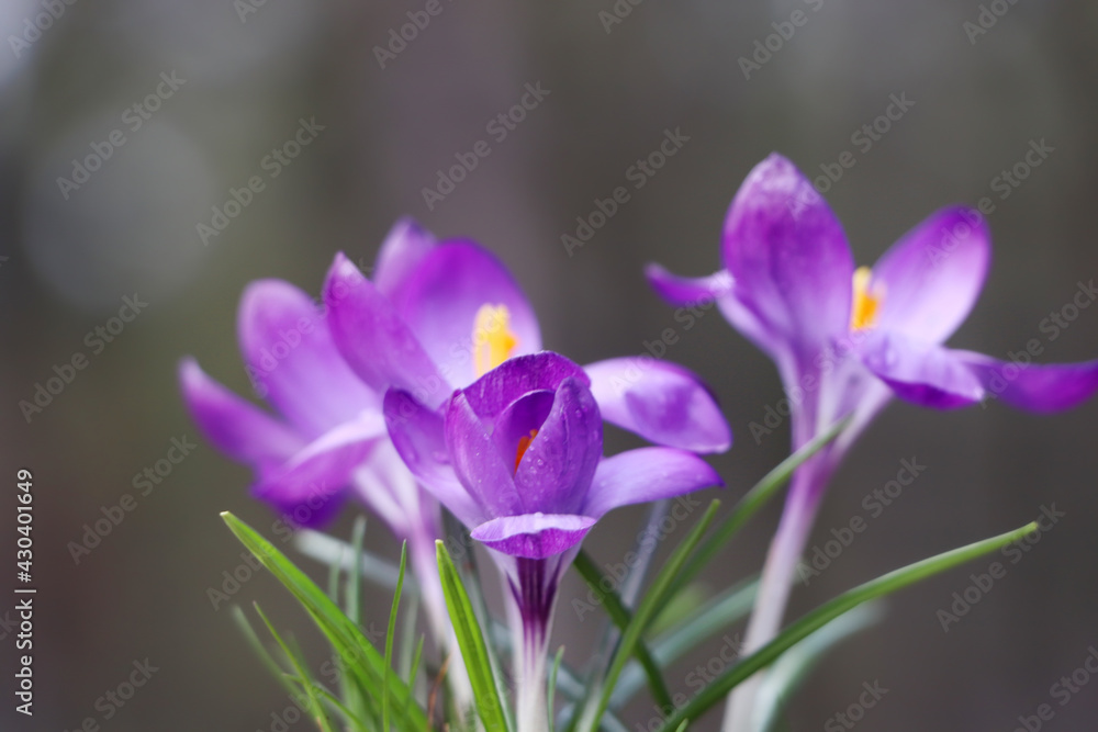 Fresh purple crocus flowers growing on blurred background