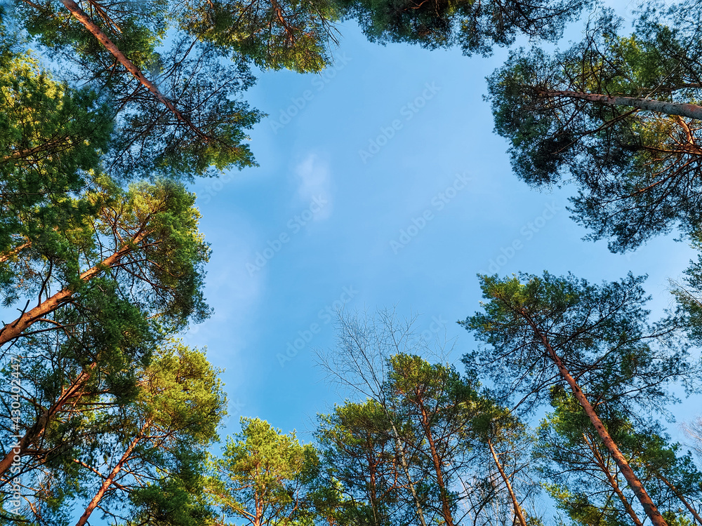 Obraz premium Bottom view of crown of tall pines. Coniferous trees in the forest against the blue sky. Wide shooting angle.