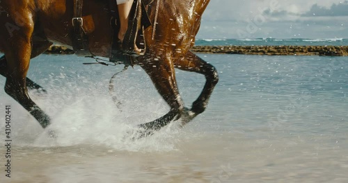 Powerful and majestic horse galloping and splashing through the water, horseback riding on the beach, cinematic slow motion
