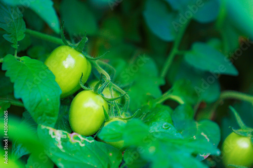 Green tomato on tree branch