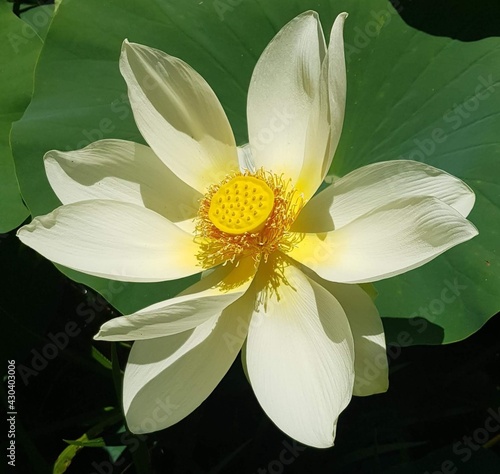 Nénuphar blanche.