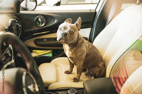 Sad looking dog trapped in hot car in parking lot - don   t leave animals alone in hot cars