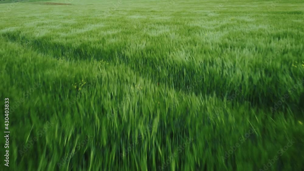 Green Field, Grass and Wind Aerial view Green Field, Grass and Wind Aerial view