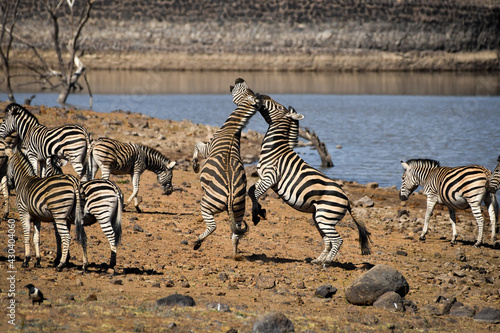 Zebra fighting next to lake.