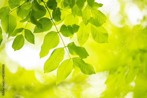 (Selective focus, soft focus of a beautiful lush vegetation with some green oak tree leaves, branches and tree crowns. Natural background with copy space.