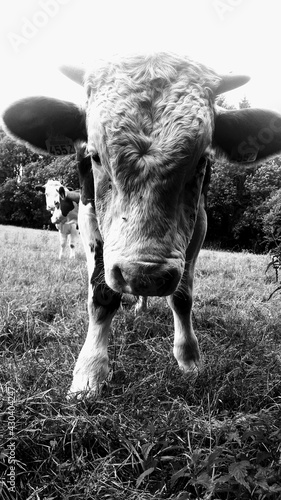 Vache en Bretagne dans la prairie. 