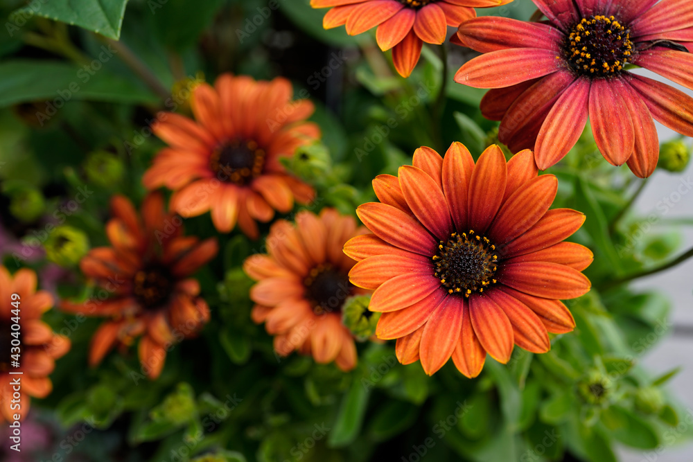 Beautiful rusty orange colored daisy flowers.