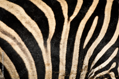 Zebra stripes  full image size  close up
