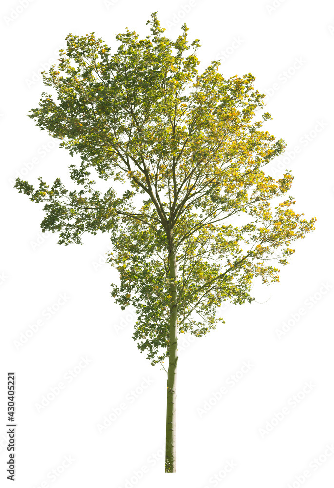 Obraz premium Autumnal Plane Tree, isolated tree on white background