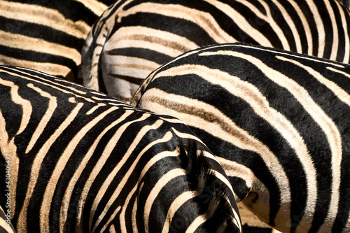 Zebra stripes, full image size, close up photo