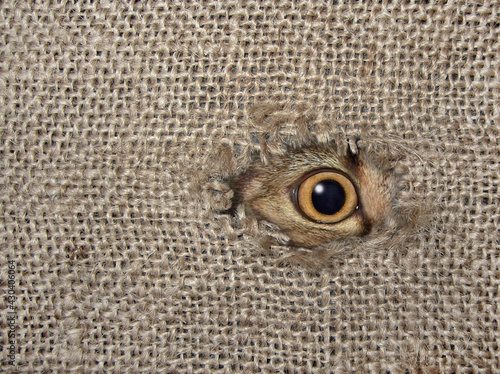 A beige cat looks through a hole in a jute sack. Burlap background.