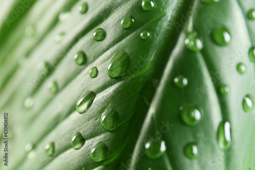 Green leaf with dew drops as background, closeup