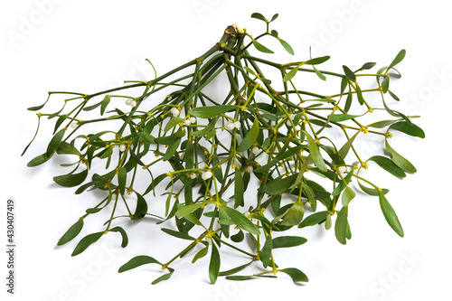 Viscum album, mistletoe branch, family Santalaceae, commonly known as European mistletoe isolated o a white background photo
