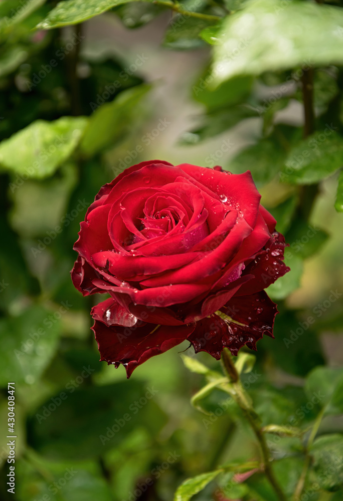 Delicate flower of a summer English red rose in the garden Delicate flower of a summer English red rose in the garden